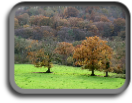 Devon countryside