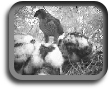 Q3 Rangers can link in to live wildlife webcams.