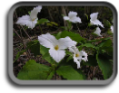 Trillium, Ontario's provincial flower. Trillium, Ontario's provincial flower.