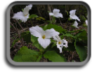Trillium, Ontario's provincial flower.